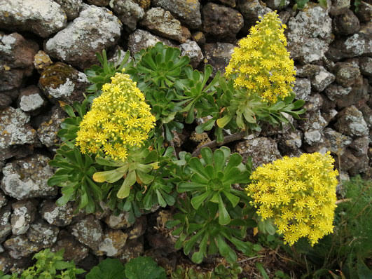 Aeonium arboreum