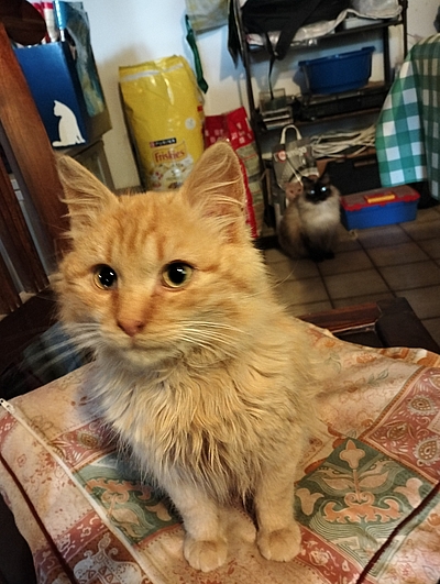 Kater Bernd