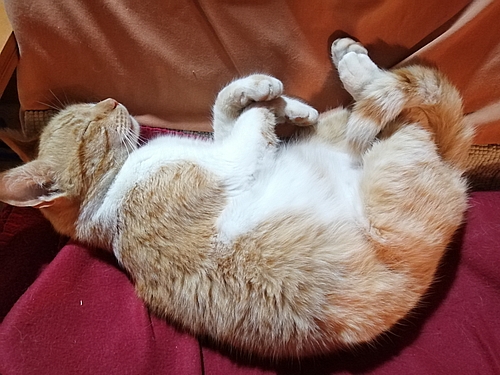 Katzen Rednose