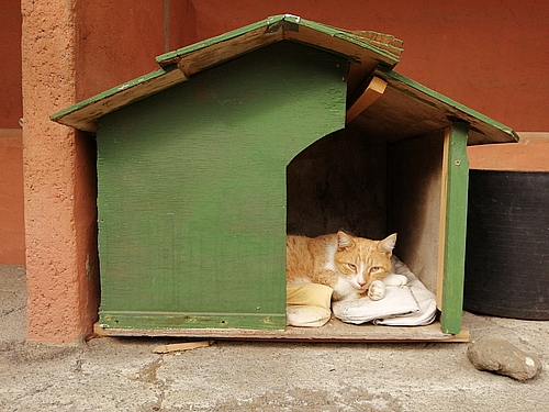 Katzen Whitenose Huette