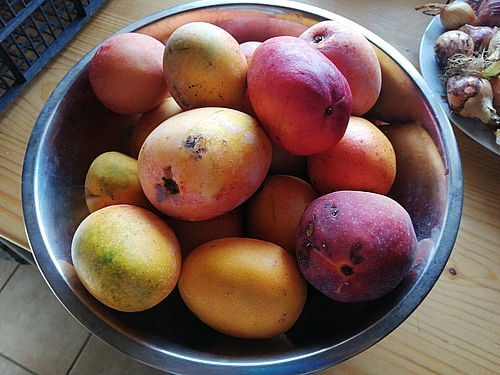 Mango
