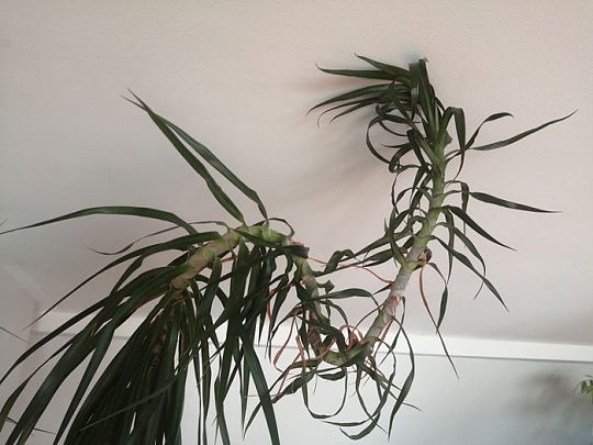Meine Lehrerin, die Yucca-Palme